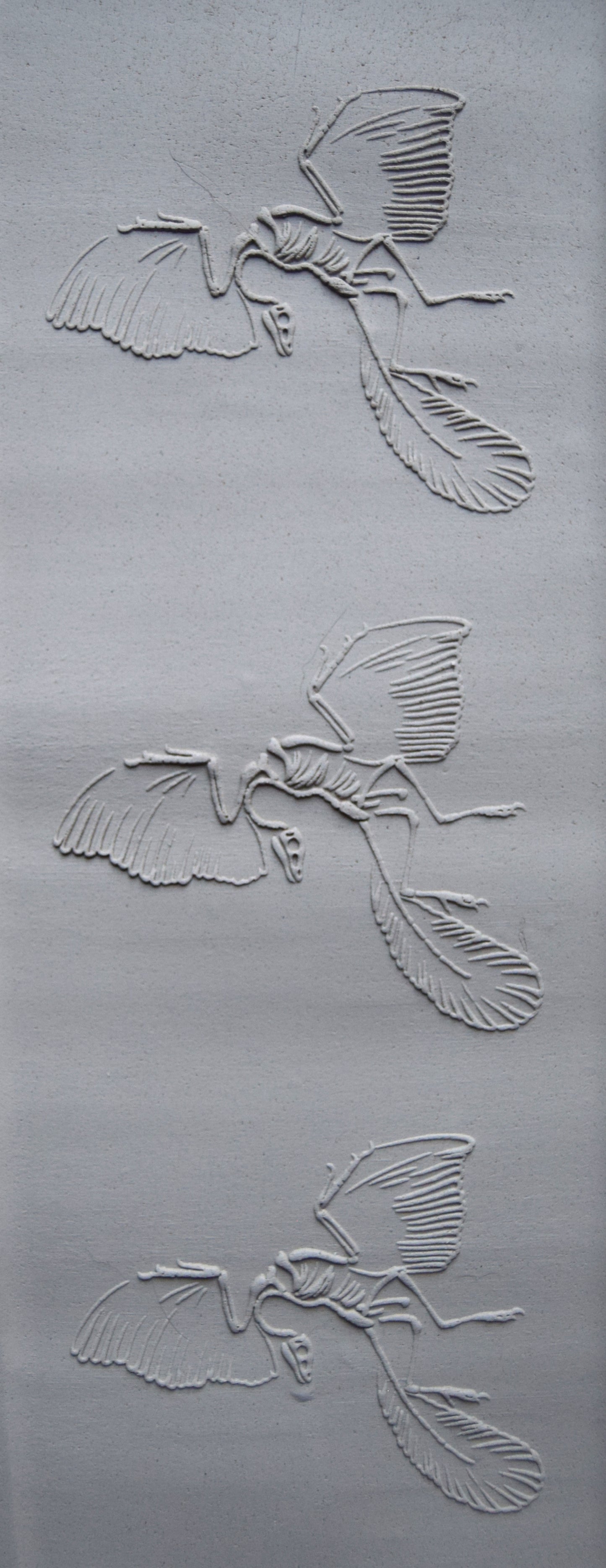 Z*Texture Roller- Berlin Archaeopteryx Fossil