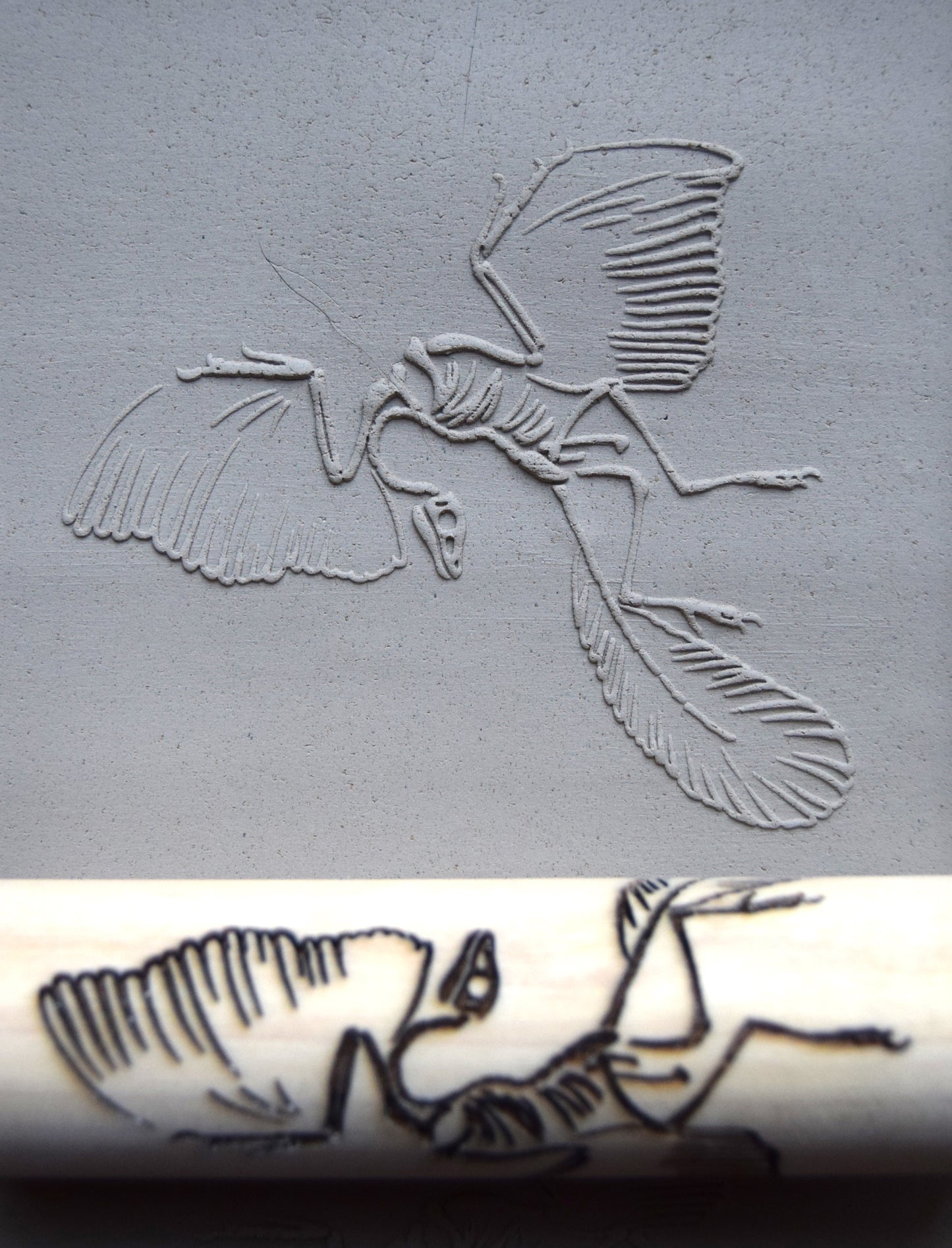 Z*Texture Roller- Berlin Archaeopteryx Fossil