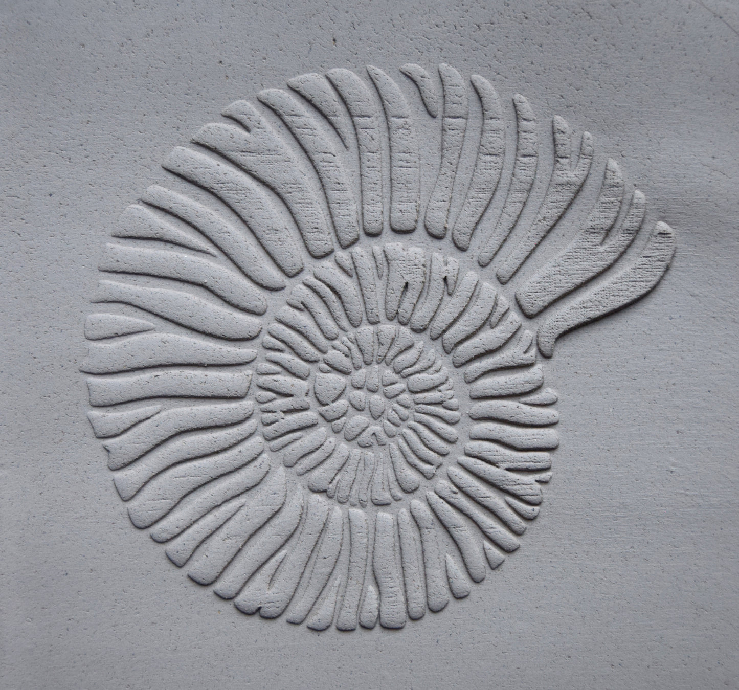 Z*Texture Roller- Ammonite (large) Fossil