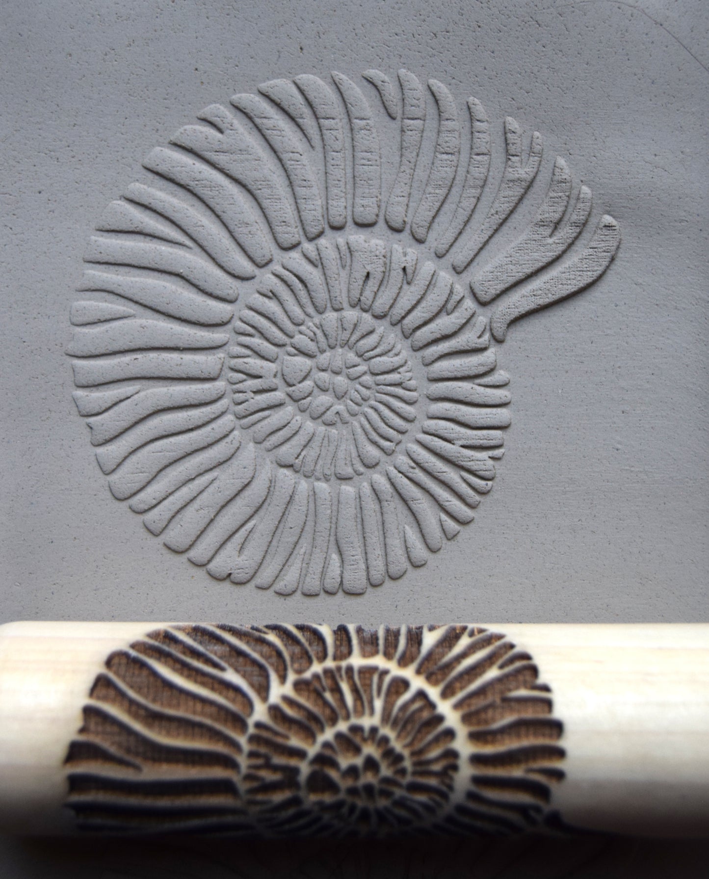 Z*Texture Roller- Ammonite (large) Fossil