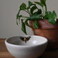 Marieka Jackson- Deathhead Moth Bowl