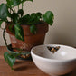 Marieka Jackson- Deathhead Moth Bowl