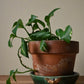 Marieka Jackson- Deathhead Moth Planter Tray