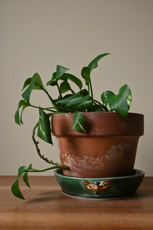 Marieka Jackson- Deathhead Moth Planter Tray