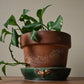 Marieka Jackson- Deathhead Moth Planter Tray
