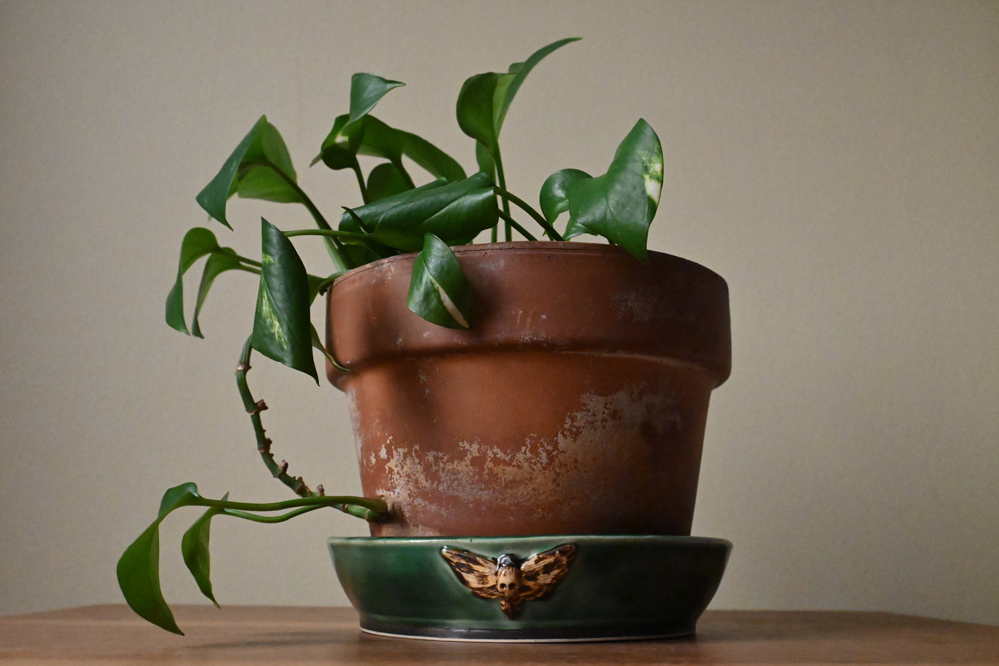 Marieka Jackson- Deathhead Moth Planter Tray