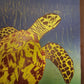 Nicole Chavez- Natural Hawksbill Sea Turtle