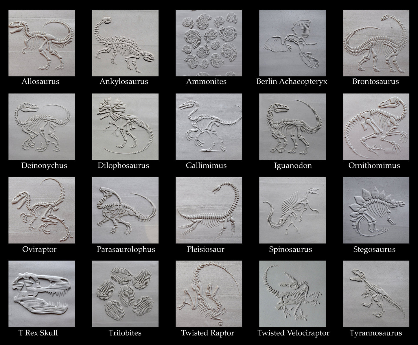 Z* Sous-verres fossiles