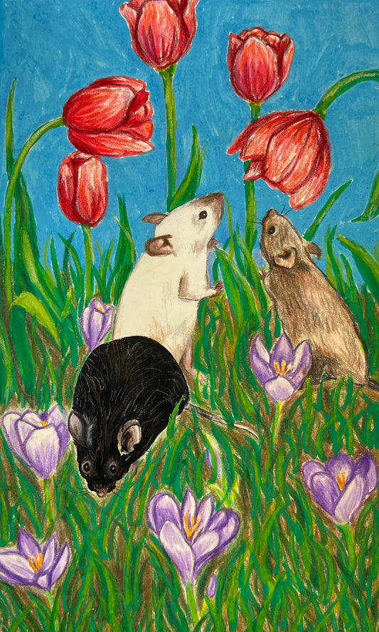 Bailey Shoaf- Field Mice