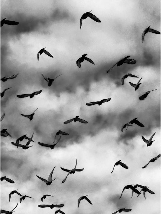 Alisha Garfinkle-Gross- Freedom Three