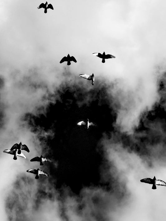 Alisha Garfinkle-Gross- Freedom Two