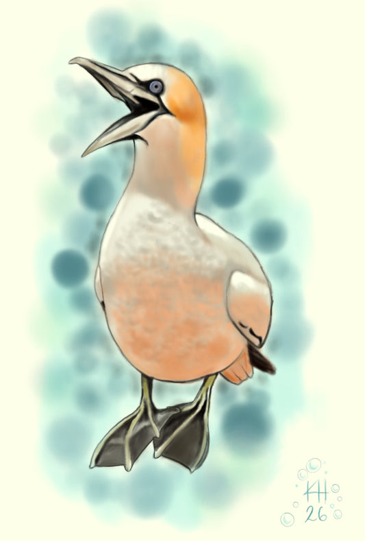 Kelly Holman- Northern Gannet Print and Sticker Bundle