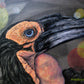 Michelle Gates- Ground Hornbill