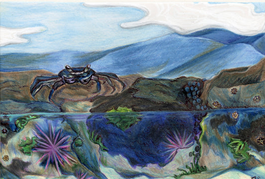 Bailey Shoaf- Hawaiian Tide Pool