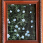 AJ Courtney- Hydrangeas in Bloom