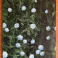 AJ Courtney- Hydrangeas in Bloom