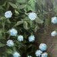 AJ Courtney- Hydrangeas in Bloom