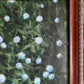 AJ Courtney- Hydrangeas in Bloom