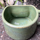 Lauren Hollowniczky- Amur Leopard Mug