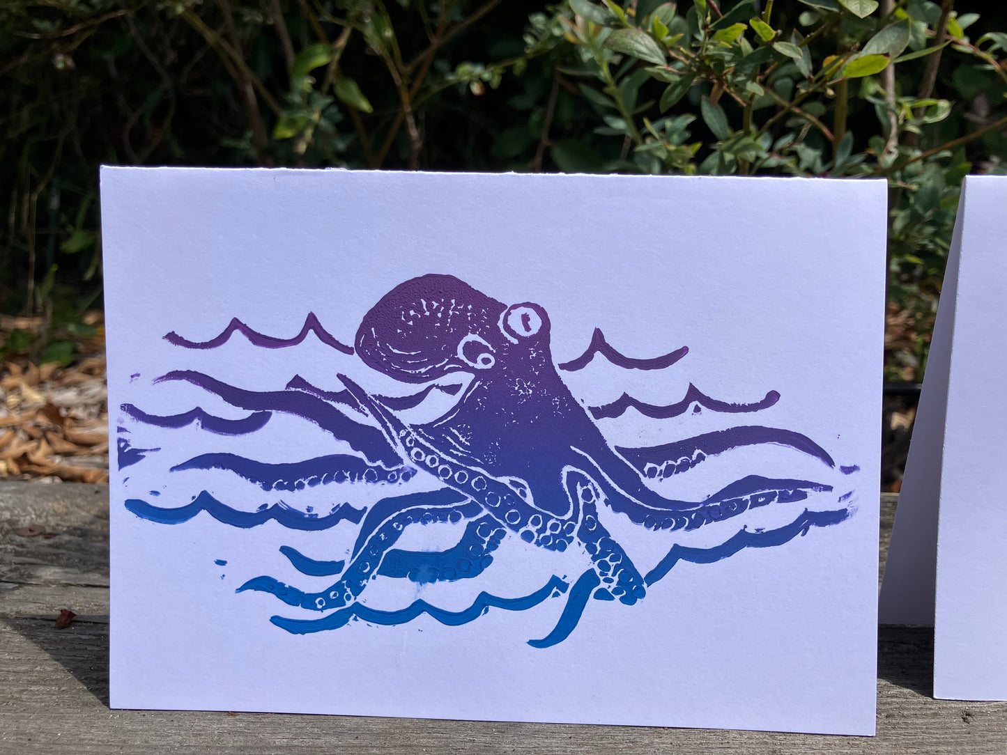 Gillian Ashenfelter- Mollusk Card Set