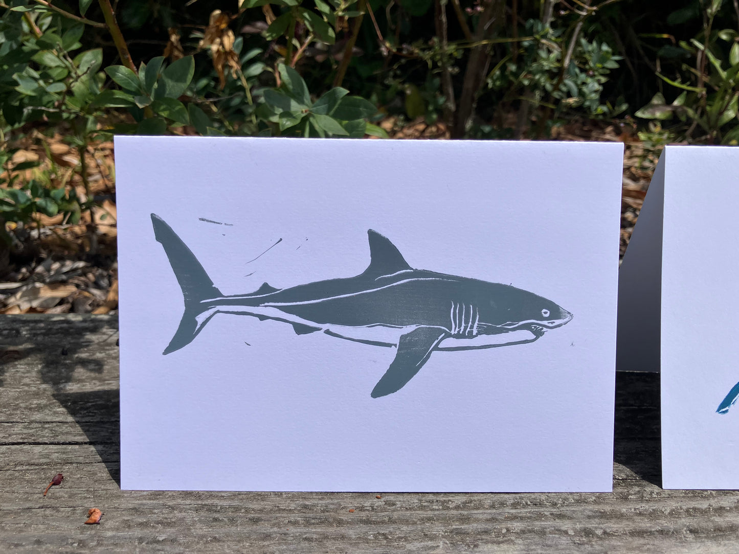Gillian Ashenfelter- Pelagic Shark Trio Card Set