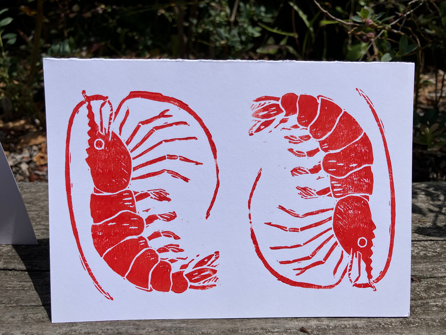 Gillian Ashenfelter- Arthropod Card Set