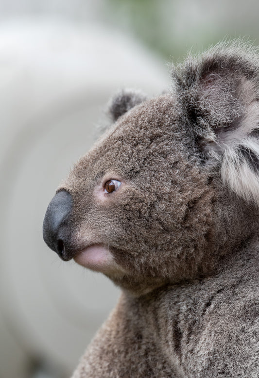 Artek- Koala Print