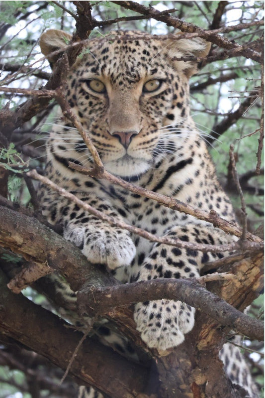 Stephanie Young- Leopard