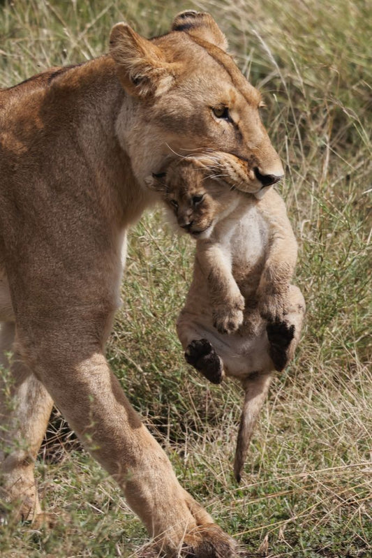 Stephanie Young- Lion Cub
