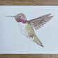 Angelica Apache Franco- Lucifer Hummingbird (young male)