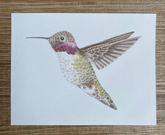 Angelica Apache Franco- Lucifer Hummingbird (young male)