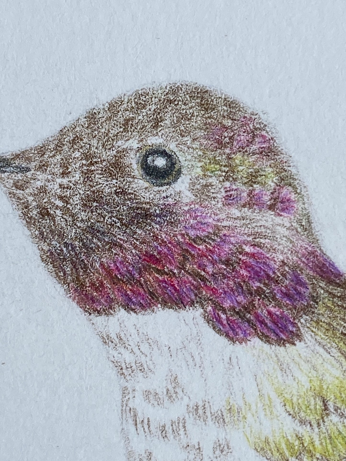 Angelica Apache Franco- Lucifer Hummingbird (young male)