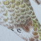 Angelica Apache Franco- Lucifer Hummingbird (young male)