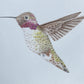 Angelica Apache Franco- Lucifer Hummingbird (young male)
