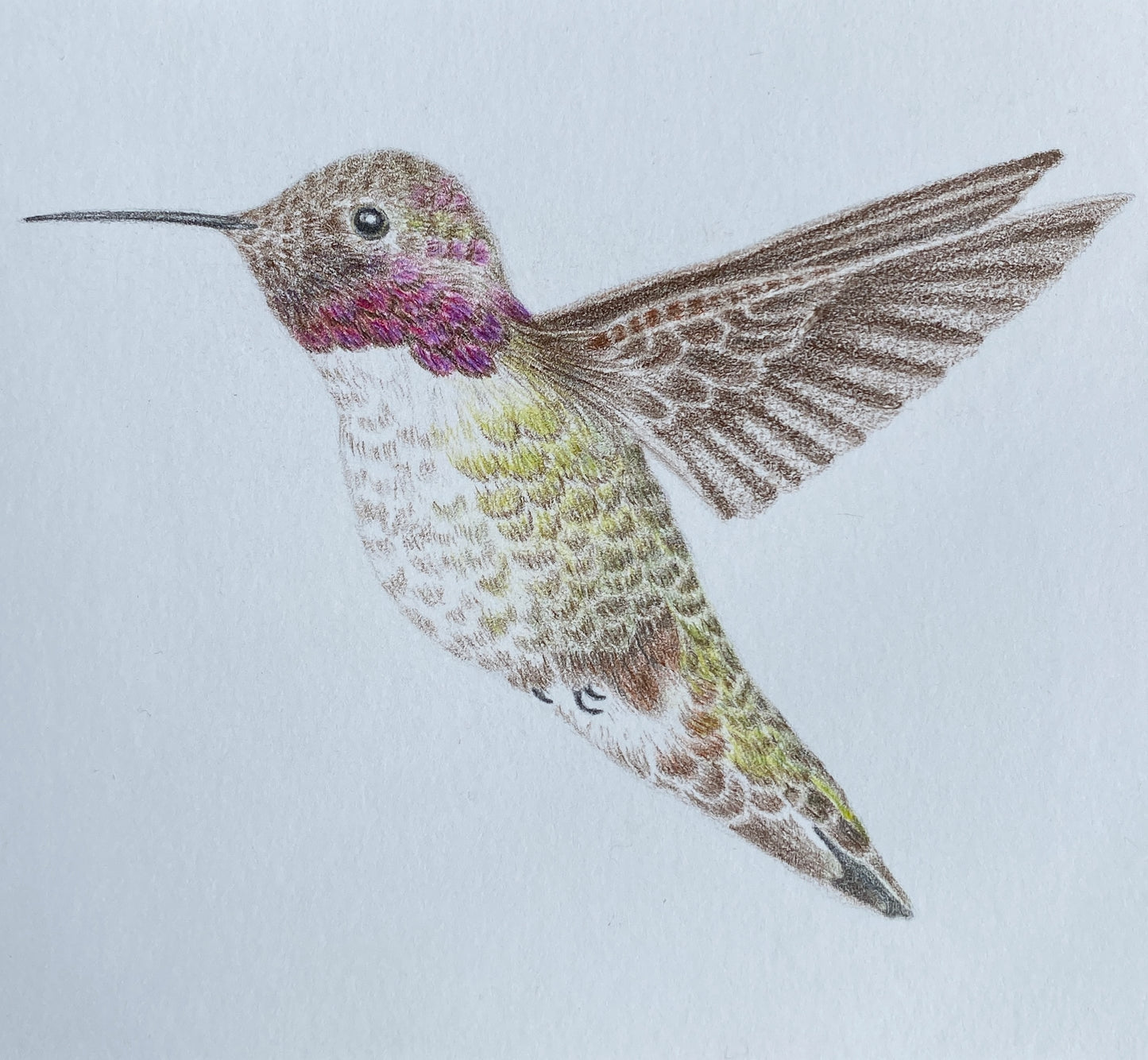 Angelica Apache Franco- Lucifer Hummingbird (young male)