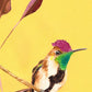 Ali Hassan- Fauna mundial