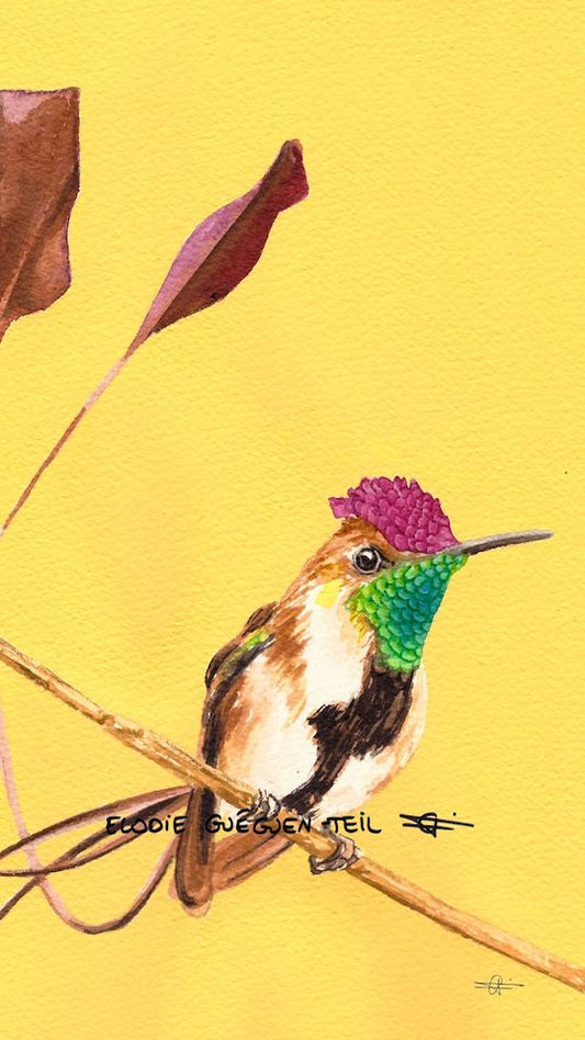 Elodie Guéguen-Teil- Marvelous Spatuletail (Loddigesia mirabilis)