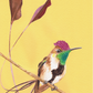 Ali Hassan- Fauna mundial