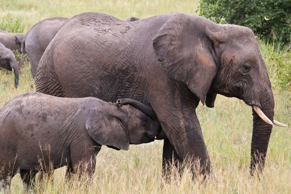 Stephanie Young- Mother Elephant