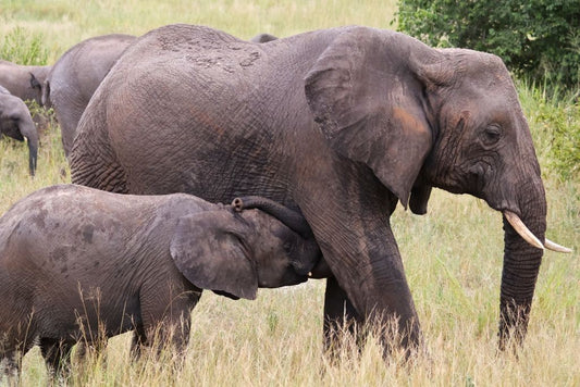 Stephanie Young- Mother Elephant