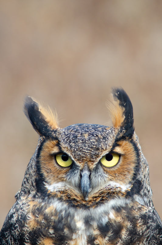 Artek- Owl Print