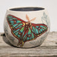 Melissa Rohrs- Spanish Moon Moth and Orchids Planter