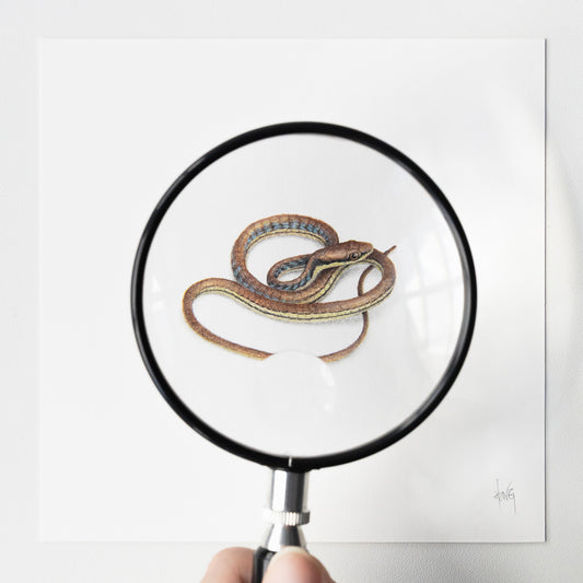 GohHong- Painted Bronzeback