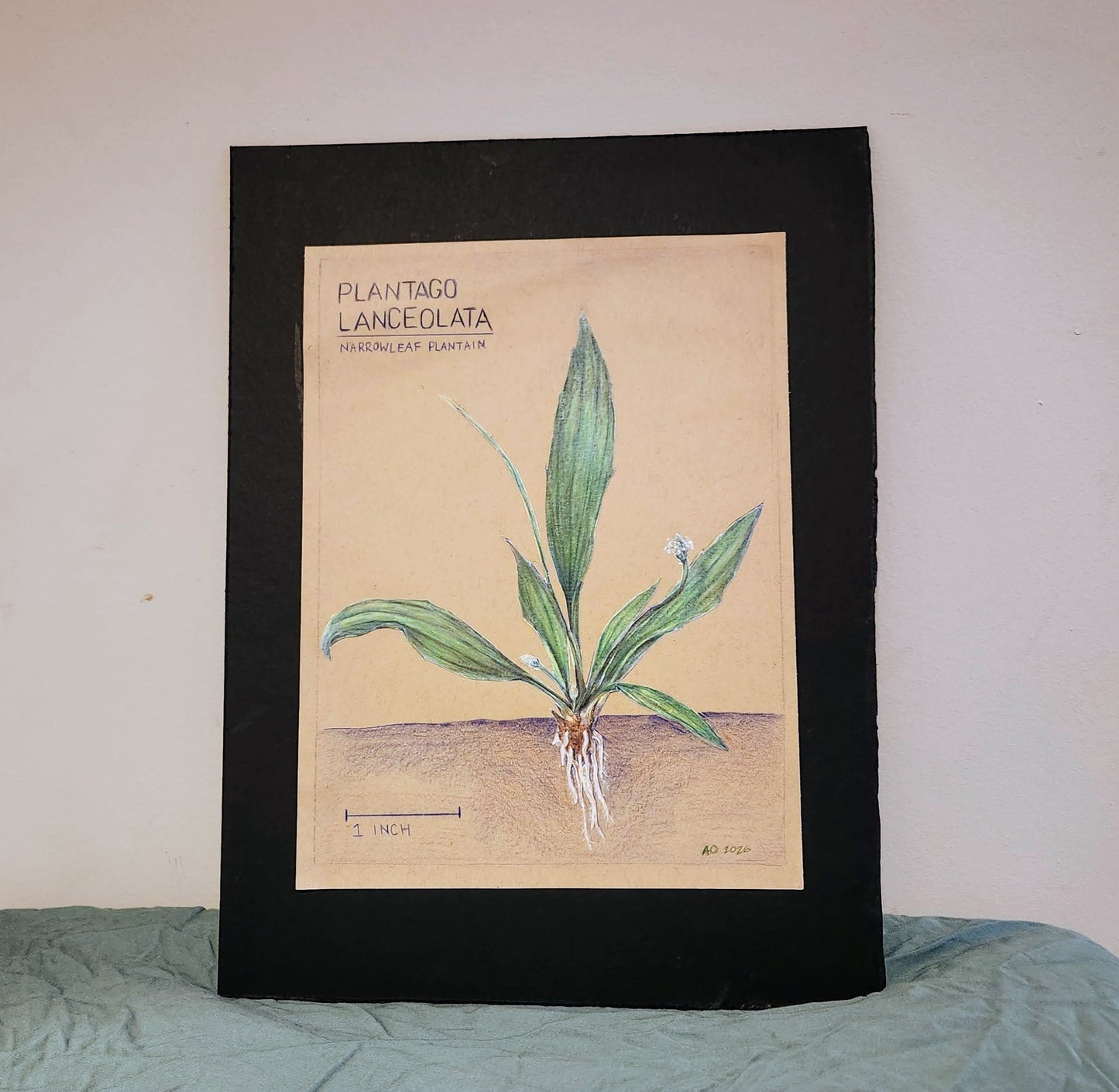 Annie O'Connell- Plantain- A Forgotten Friend