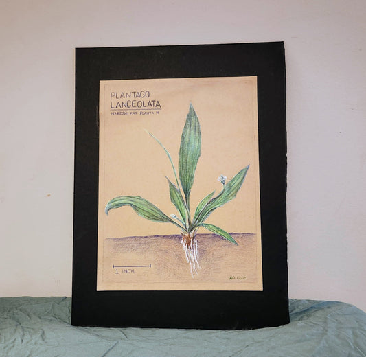 Annie O'Connell- Plantain- A Forgotten Friend