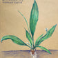 Annie O'Connell- Plantain- A Forgotten Friend