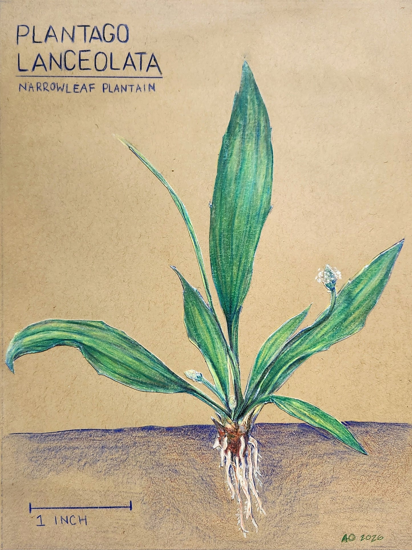 Annie O'Connell- Plantain- A Forgotten Friend