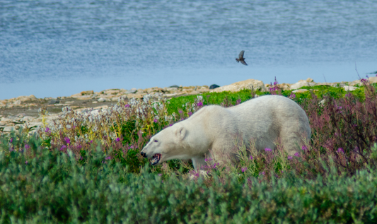 Artek- Polar Bear Print