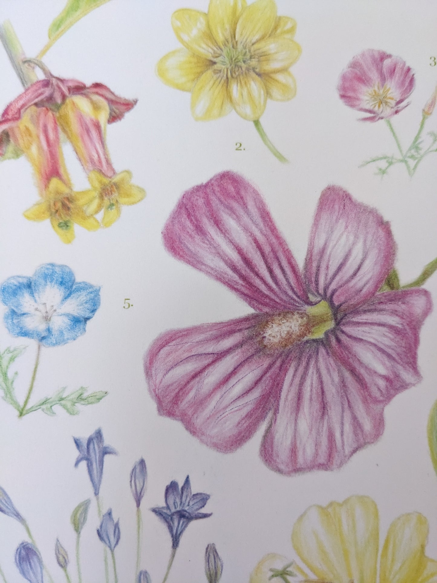 Laura Shigemoto- California Native Flora A