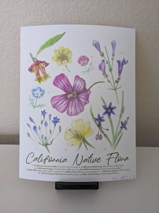 Laura Shigemoto- California Native Flora B